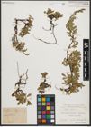 Foto von Salix retusa L.